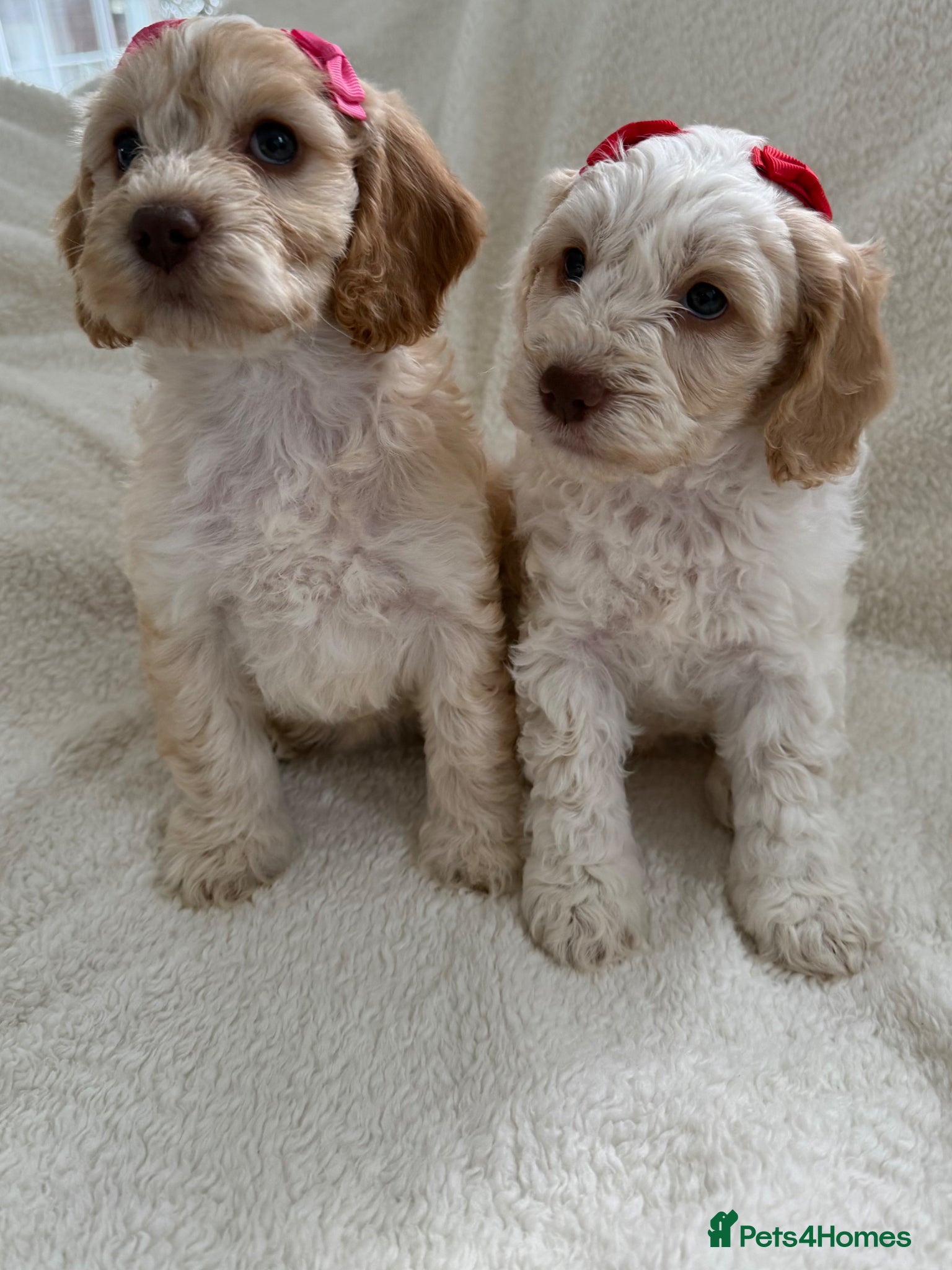 Cockapoo dogs READY TO GO F1 cockapoo puppies just 2 girls left  - Advert 8