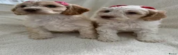 Cockapoo dogs for sale: READY TO GO F1 cockapoo puppies just 2 girls left  - Advert 3