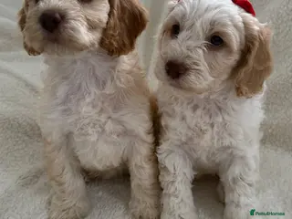 Cockapoo dogs READY TO GO F1 cockapoo puppies just 2 girls left - Advert 8