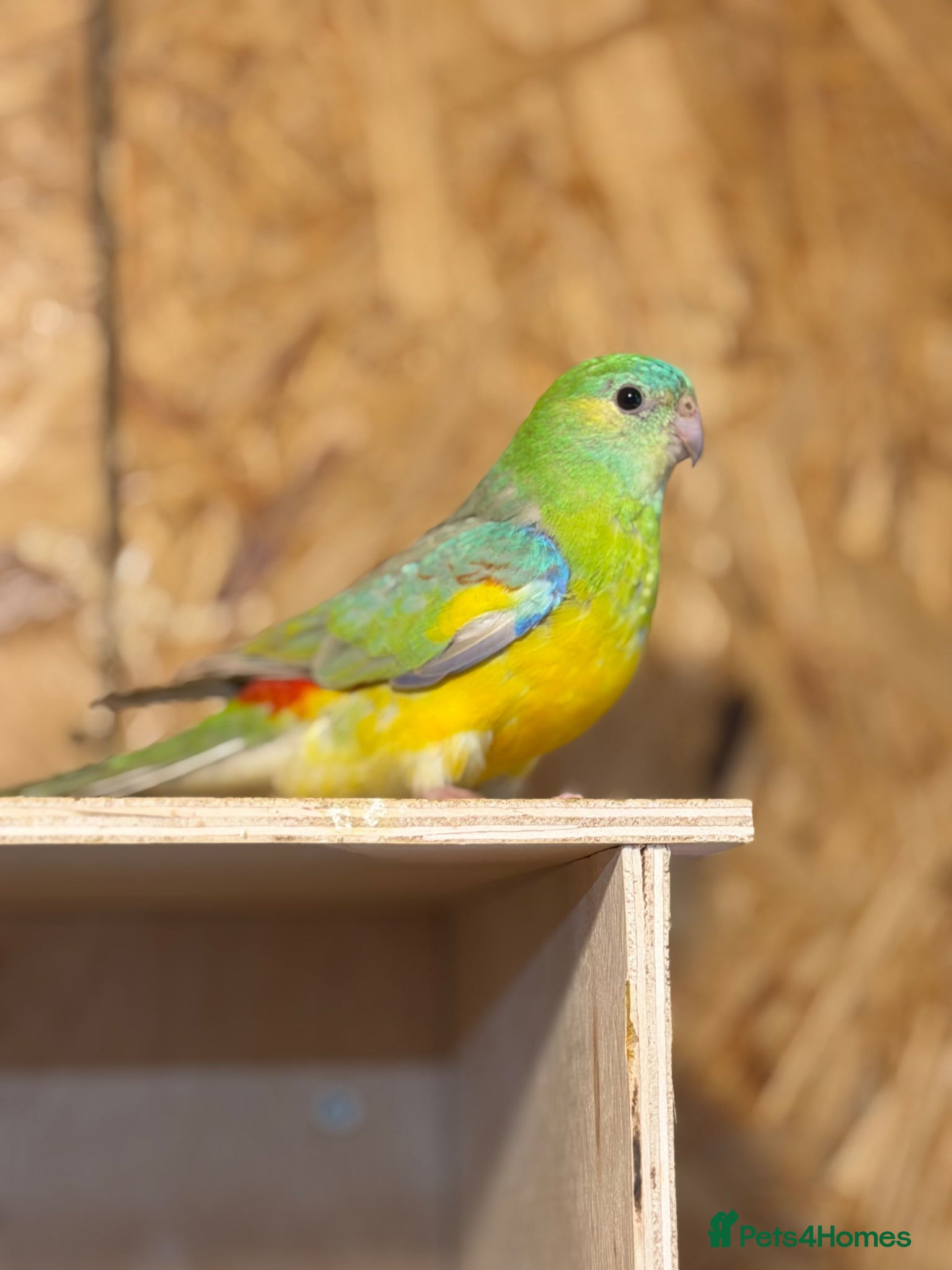Parrots birds 2 pairs of redrumps for sale  - Advert 1