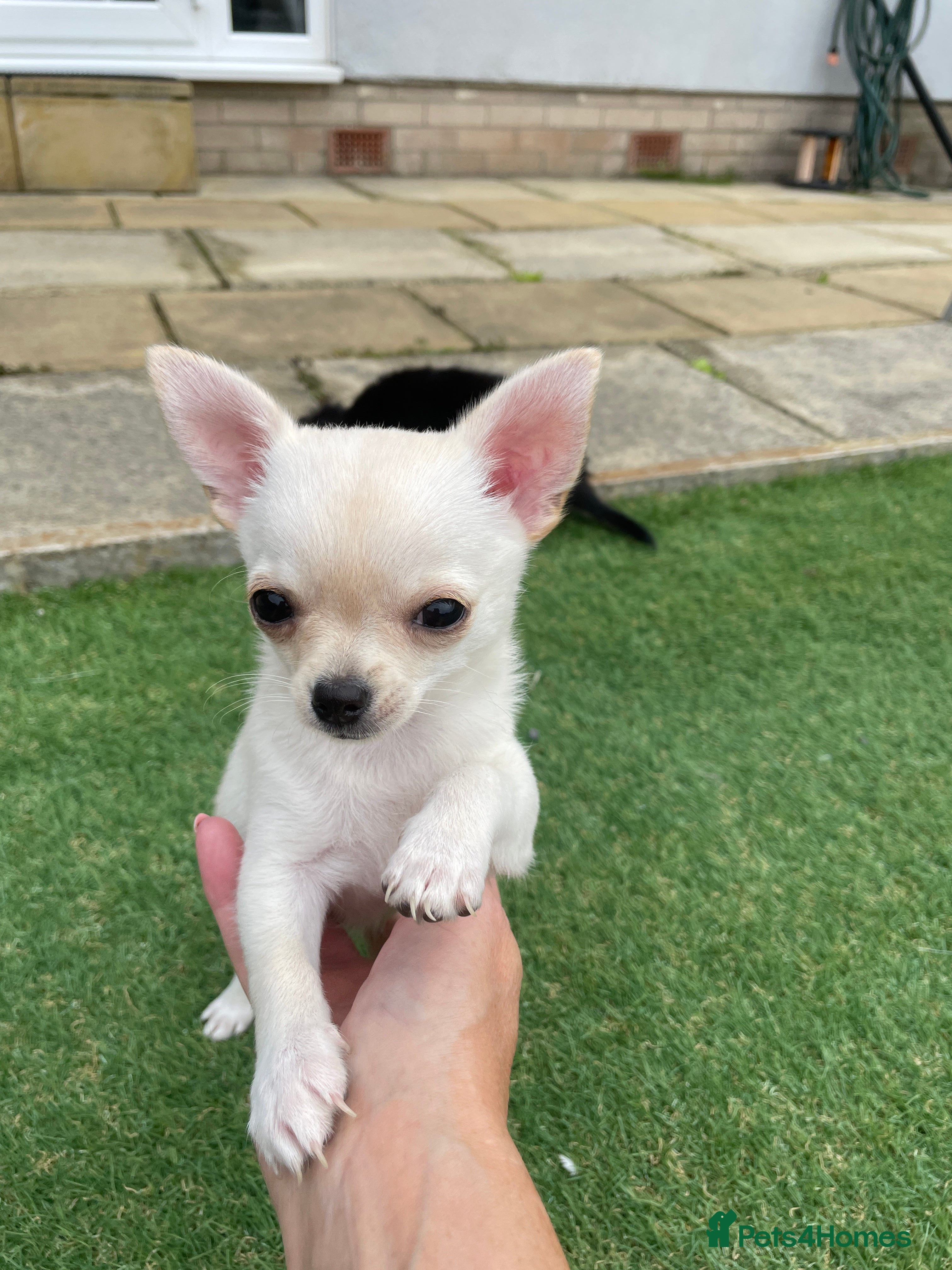 Chihuahua dogs Full Chihuahuas Fabulous  - Advert 2