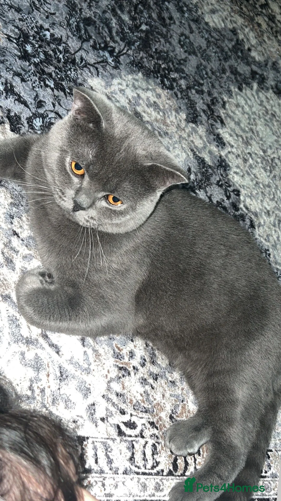 British Shorthair cats for sale: Rocky in Heywood - Advert 2