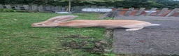 Continental Giant rabbits for sale: Female Orange continental giant 4 months  - Advert 2
