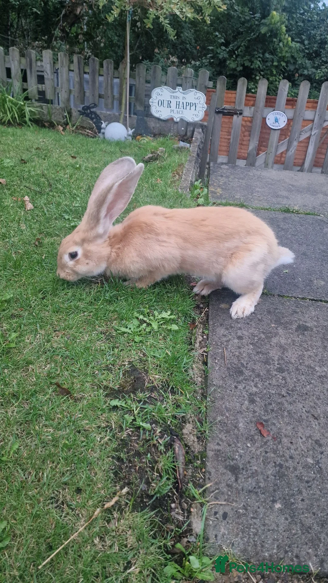 Continental Giant rabbits for sale: Female Orange continental giant 4 months  - Advert 2