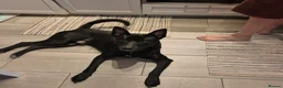Mixed Breed dogs for sale: Storm in Bedford - Advert 3