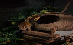 Gecko reptiles for sale: Created gecko  - Image 7