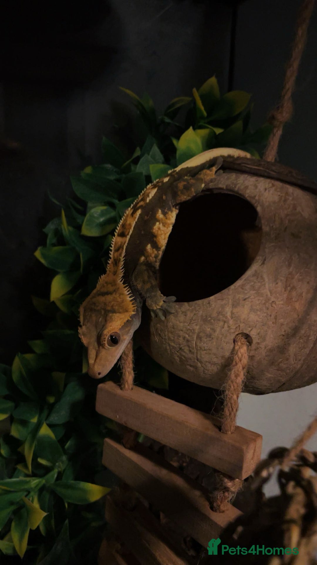 Gecko reptiles for sale: Created gecko  - Image 7