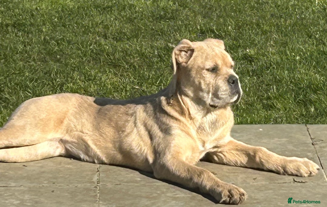 Mixed Breed dogs for sale: Beautiful Italian Mastiff/Italian Shepherd Dog - Image 3