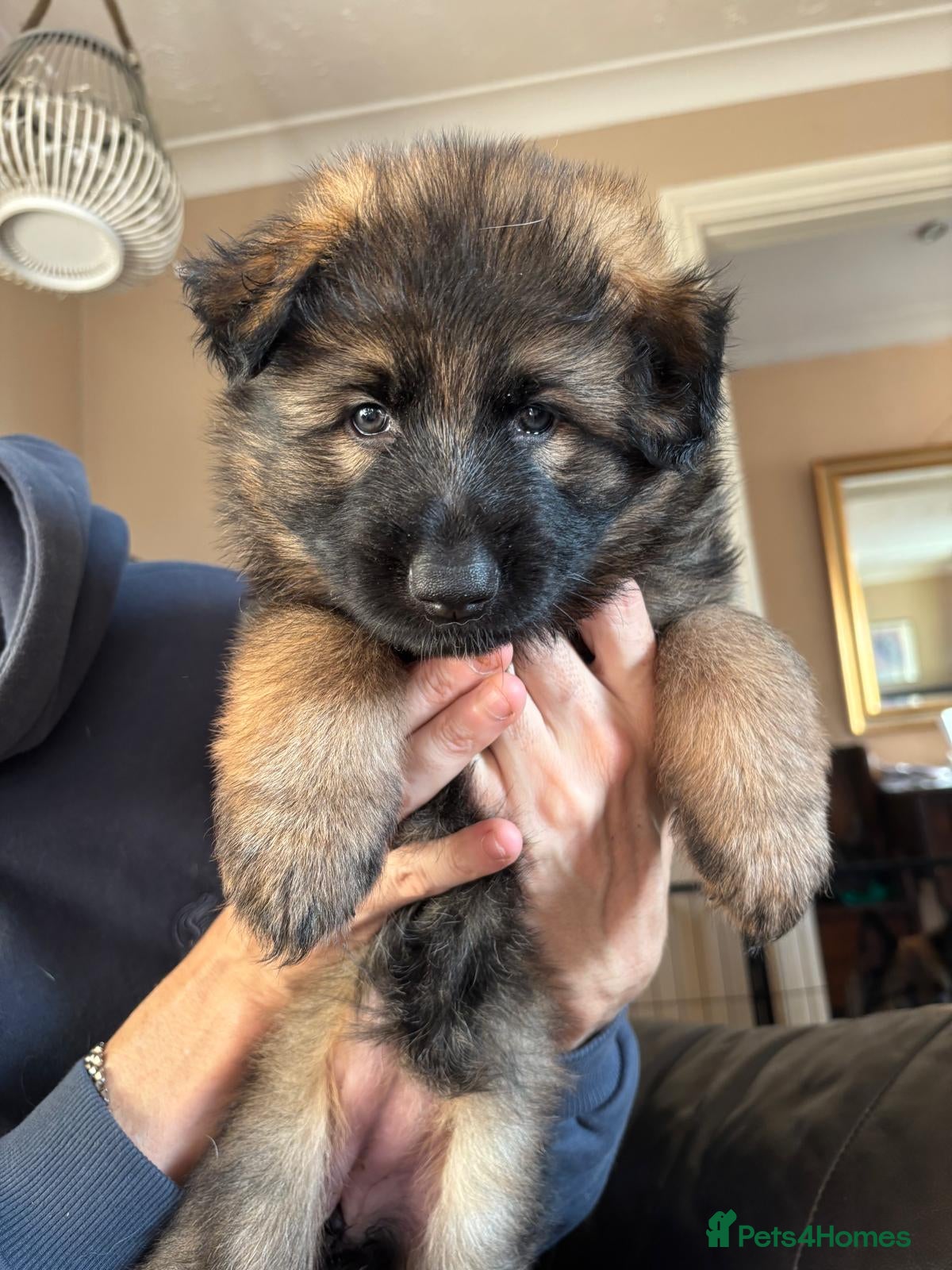 German Shepherd dogs 5 gorgeous german shepherd puppies for sale  - Advert 3