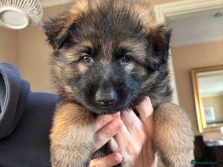 German Shepherd dogs 5 gorgeous german shepherd puppies for sale - Advert 3