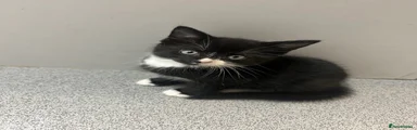 Domestic Shorthair 1