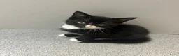 Domestic Shorthair cats for sale:  🐾 Black and white domestic shorthairs - Advert 11