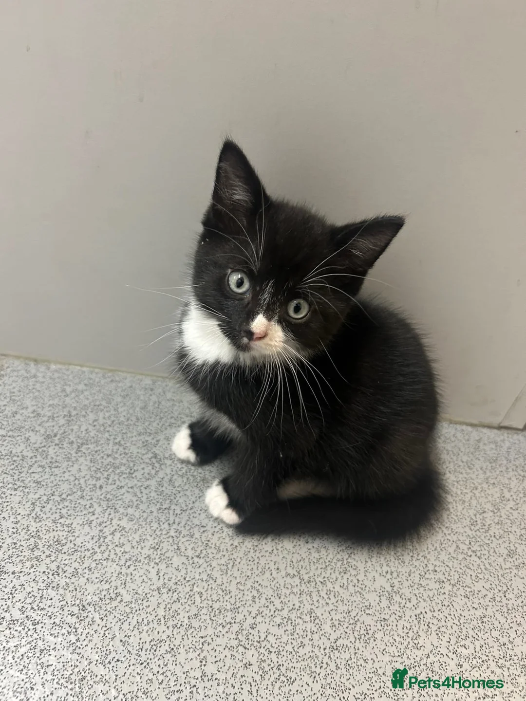 Domestic Shorthair cats for sale:  🐾 Black and white domestic shorthairs - Advert 11