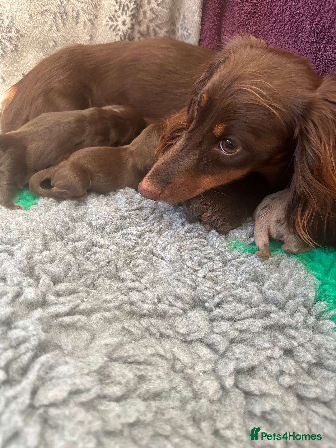 Miniature Dachshund dogs for sale: Chocolate litter of long hair mini dachshunds - Image 5
