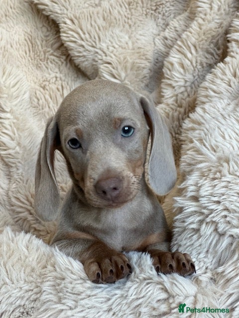 Miniature Dachshund dogs LAST MALE ISABELLA miniature dachshunds  - Advert 6