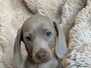 Miniature Dachshund dogs LAST MALE ISABELLA miniature dachshunds - Advert 2