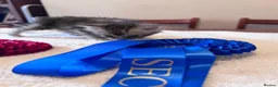 Maine Coon cats for sale: Fabulous Maine Coon Kittens with Pedigree For Sale - Advert 7
