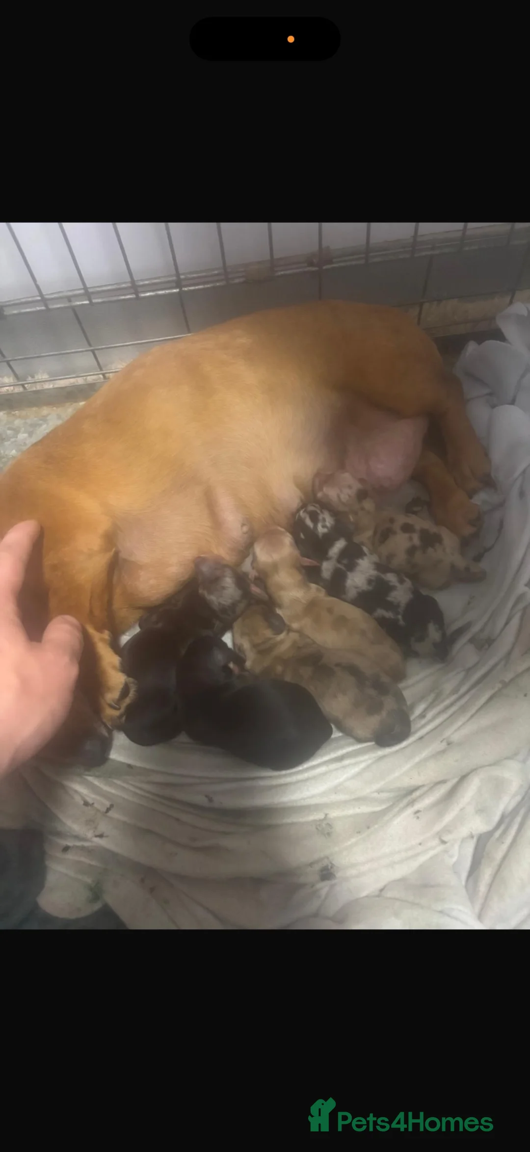 Miniature Dachshund dogs for sale: Beautiful Miniature Dachshund Puppies in Ipswich - Advert 8