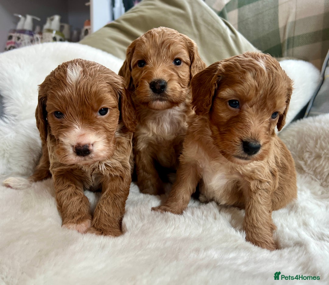 Cockapoo dogs for sale: Stunning F1 Cockapoo  - Advert 7