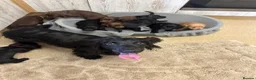 Cocker Spaniel dogs for sale: Fully Kc registered cocker spaniel puppies  - Advert 3