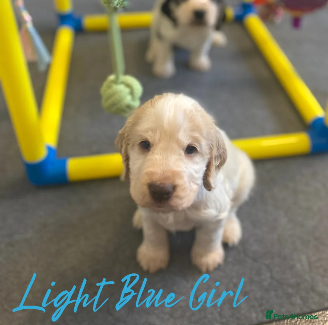 Cocker Spaniel dogs for sale: Stunning Litter of Show Cocker Spaniels  - Advert 36