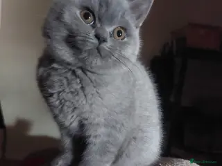 British Shorthair cats British short hair Kitten for sale - Advert 6