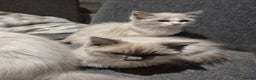 Ragdoll cats for sale: Two Brother's Ready now Mink ragdoll - Advert 1