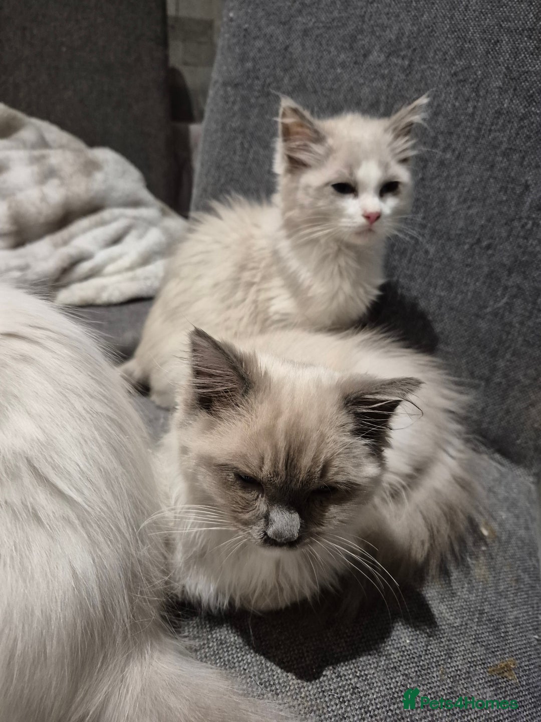 Ragdoll cats for sale: Two Brother's Ready now Mink ragdoll - Advert 1