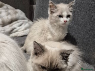 Ragdoll cats Two Brother's Ready now Mink ragdoll - Advert 18
