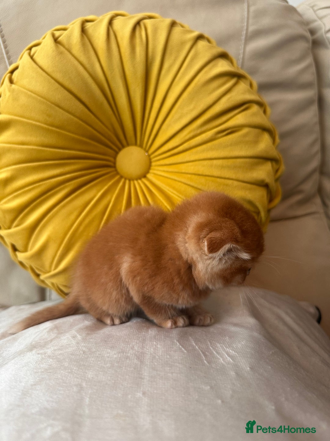 Scottish Fold cats for sale: Scottish fold kittens for sale  - Image 2