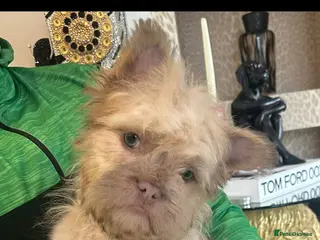 French Bulldog dogs Teddy bear floodle carrying pink - Advert 2