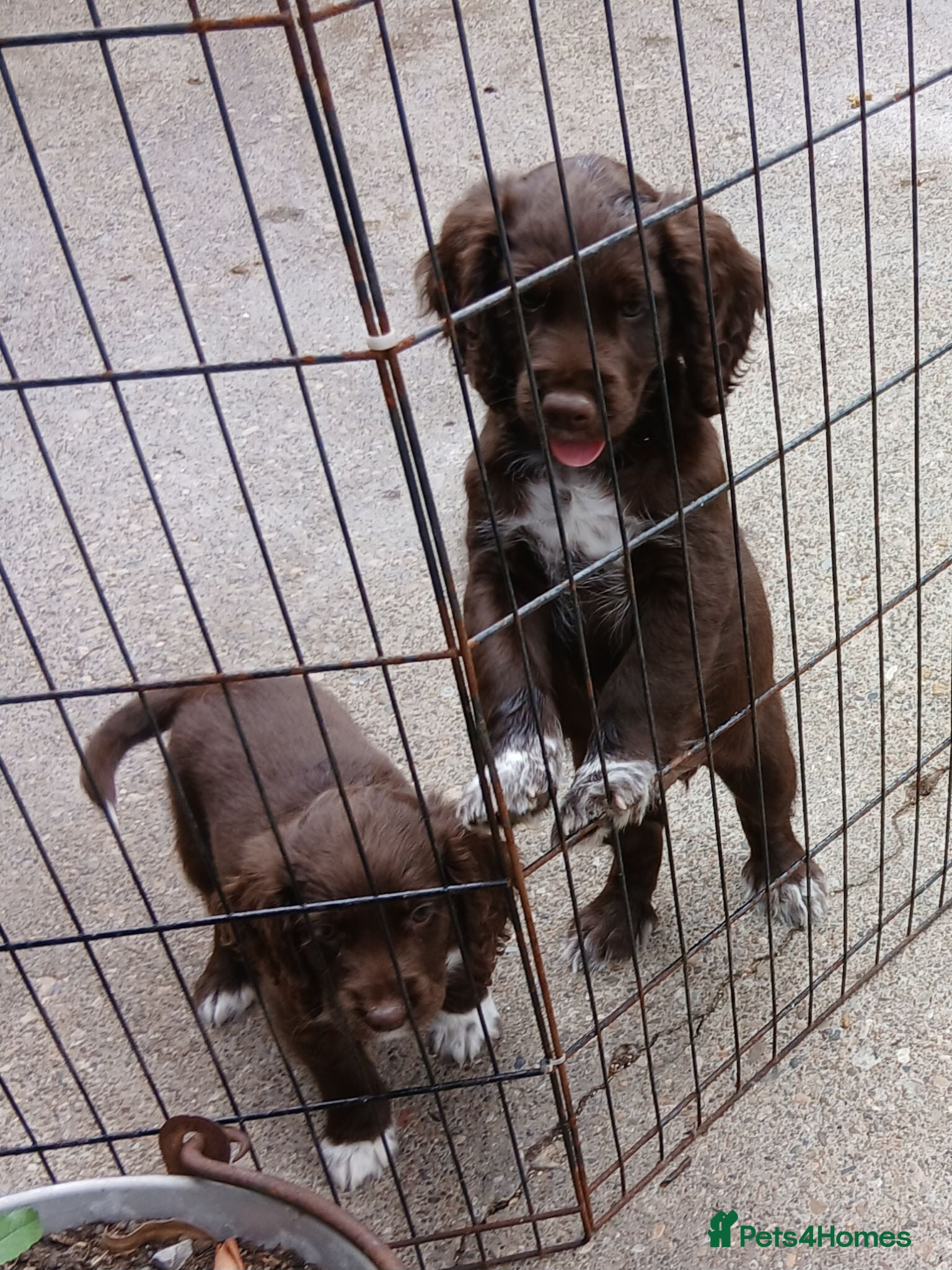 Cocker Spaniel dogs Cocker spaniels puppies  - Advert 11