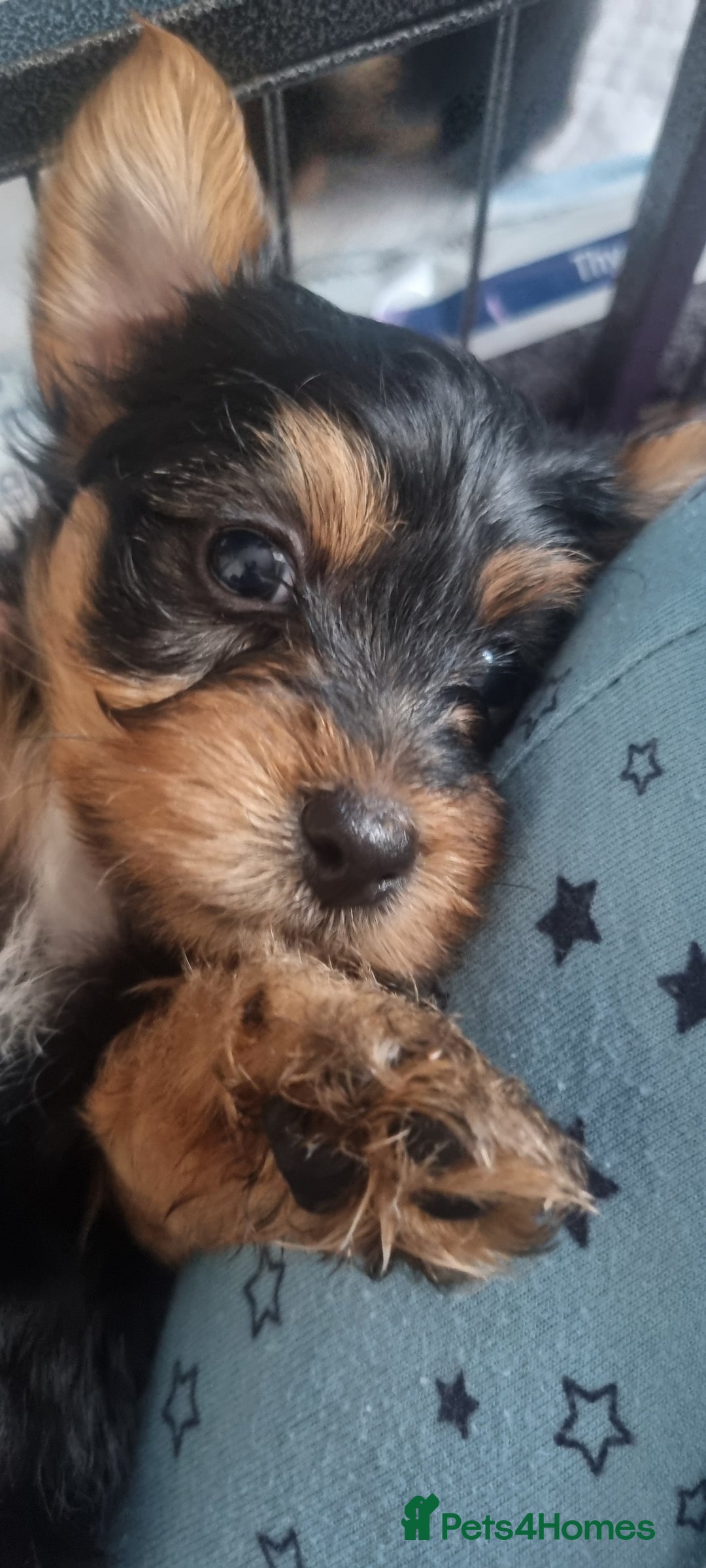Yorkshire Terrier dogs for sale: Yorkshire Puppies for Sale  - Image 3