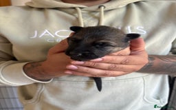 German Shepherd dogs for sale: KC Registered Working Line German Shepherd Puppies - Image 8