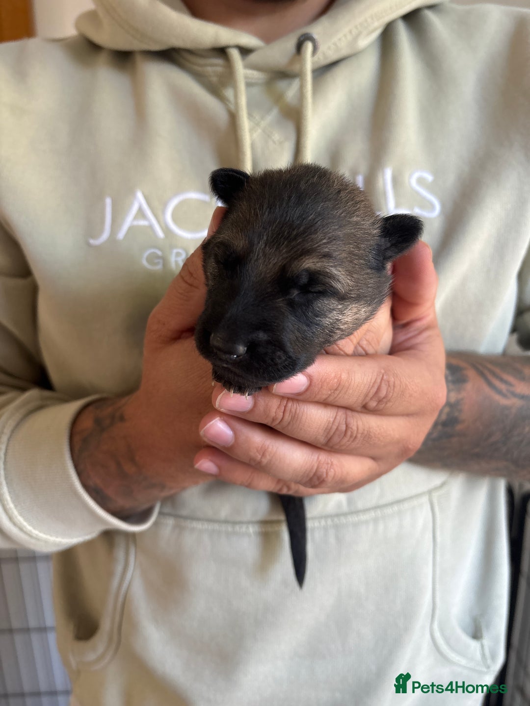 German Shepherd dogs for sale: KC Registered Working Line German Shepherd Puppies - Image 8