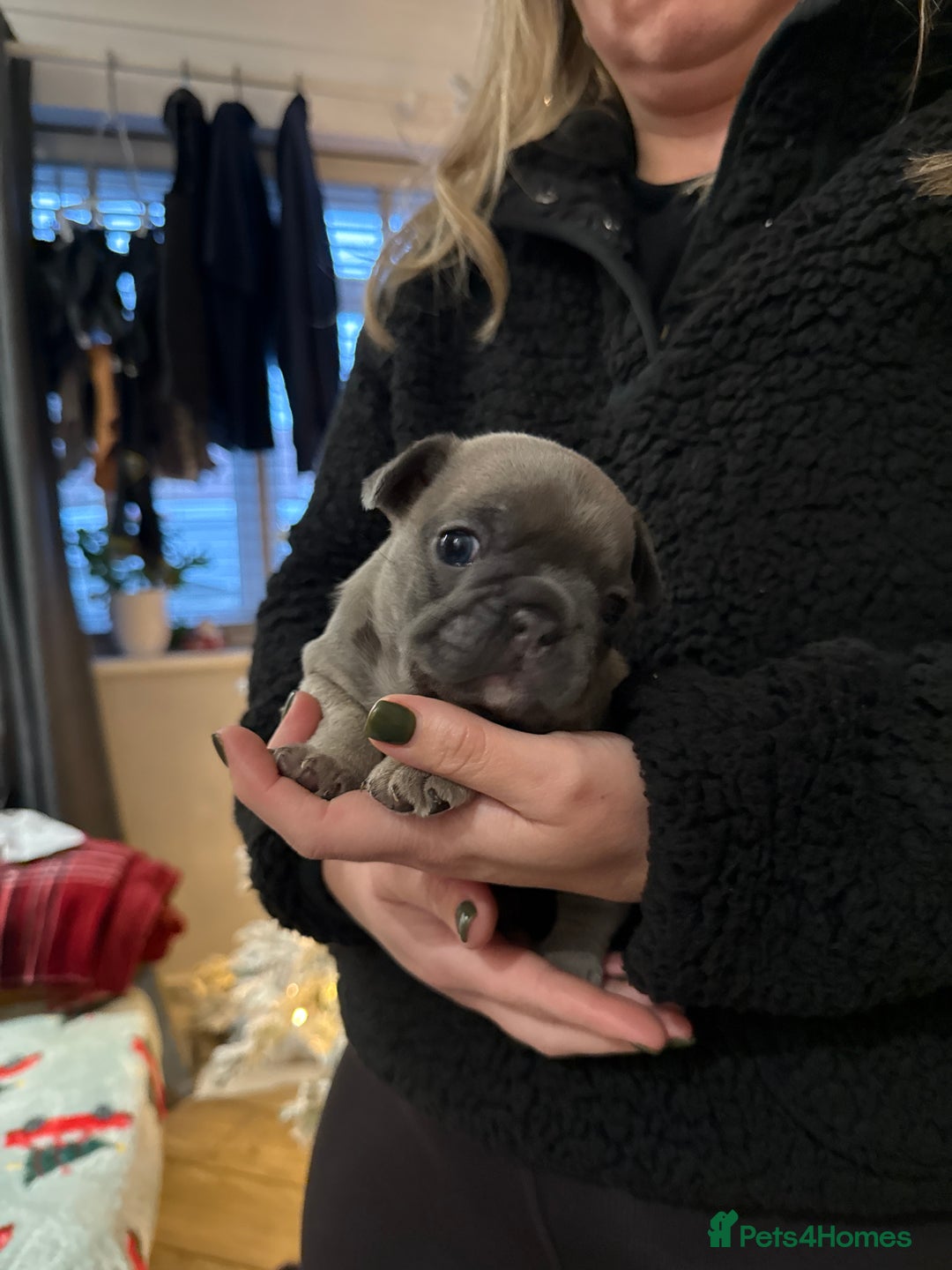 French Bulldog dogs for sale: One boy, one girl French bulldogs - Advert 3