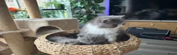 Persian cats for sale: GCCF Active Registered Persian - Advert 9
