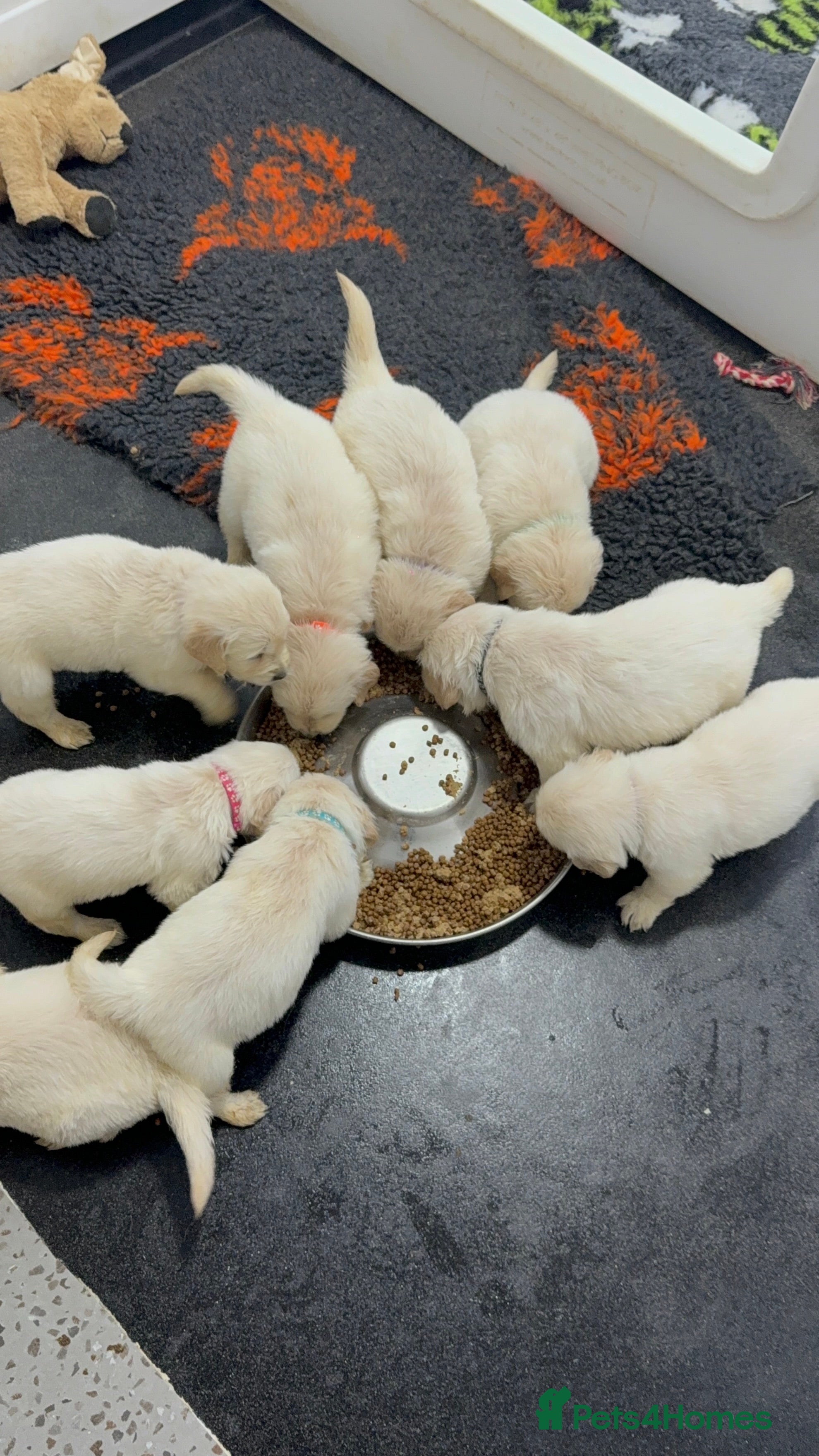 Golden Retriever dogs Stunning Kc registered golden retrievers - Advert 1