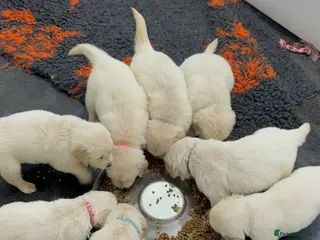 Golden Retriever dogs Stunning Kc registered golden retrievers - Advert 1