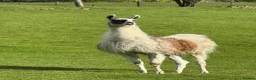 Llama livestock for sale: Male Llama for sale 🦙  - Advert 6