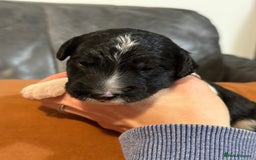 Sheepadoodle dogs for sale: Lovely Litter of F1 Sheepadoodles 5⭐️ license  - Image 9