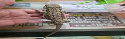 Bearded Dragon reptiles for sale: BEARDED DRAGON - Advert 3