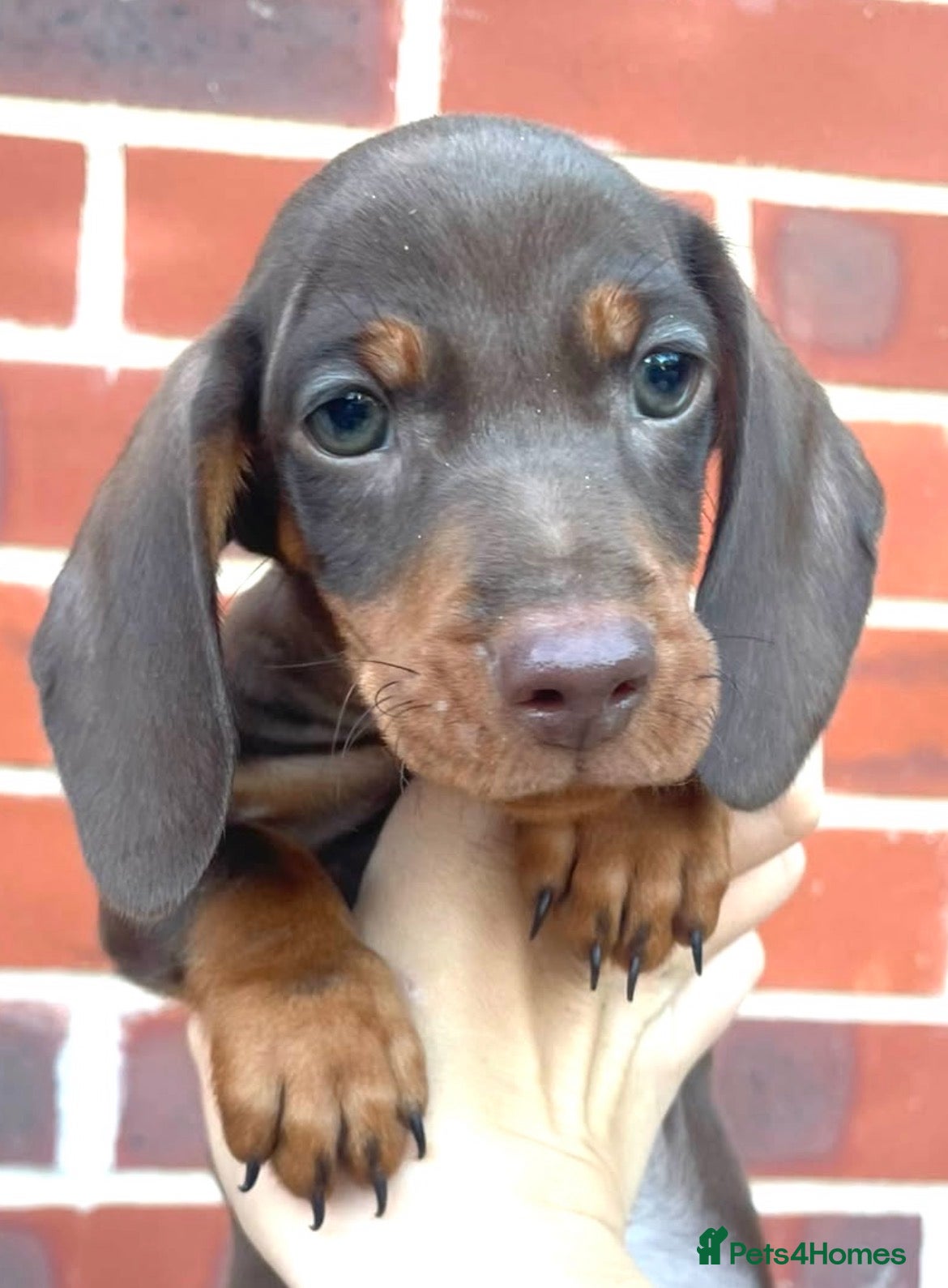 Dachshund dogs 4 miniature dachshund ready for new homes - Advert 1