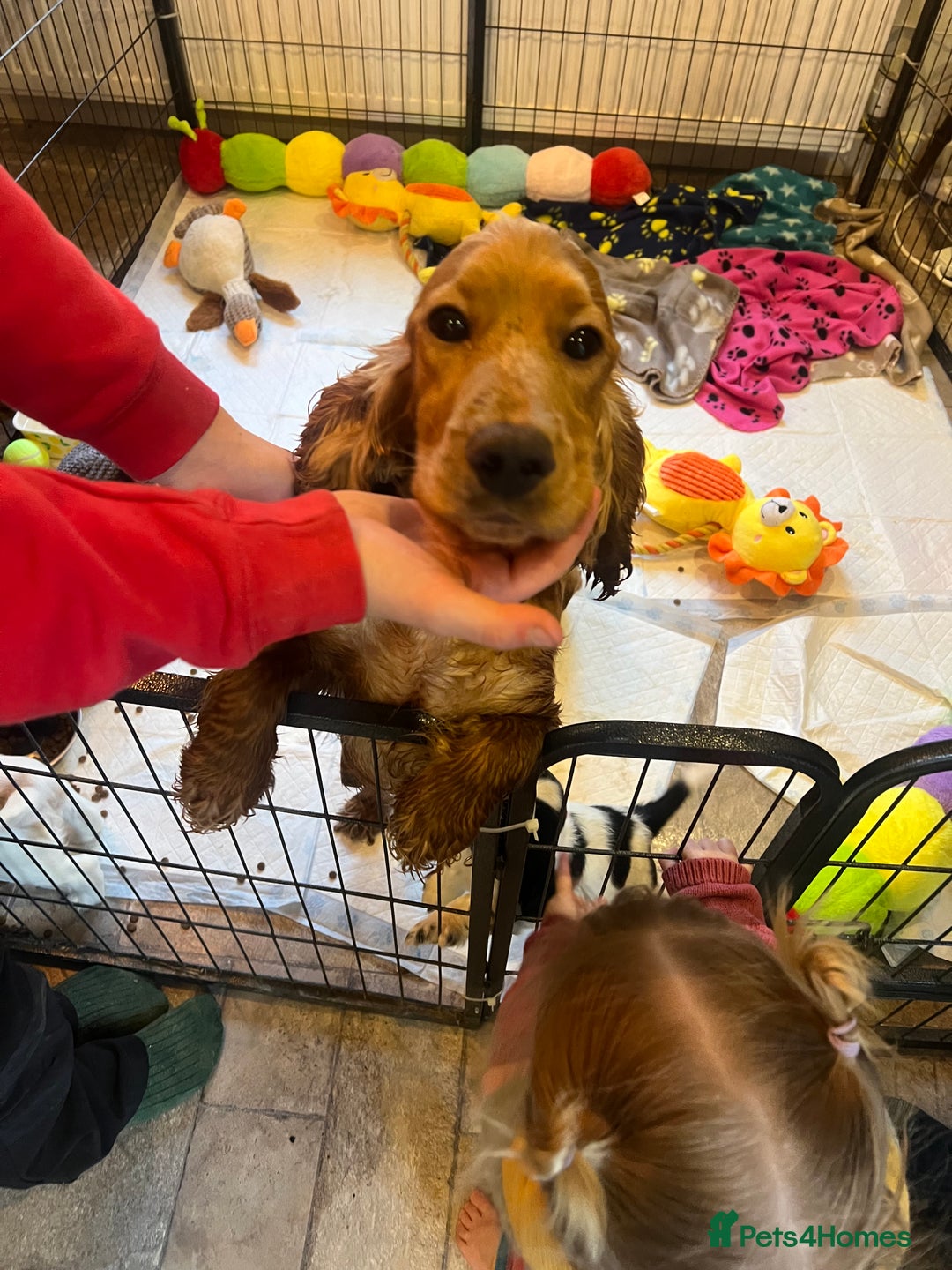 Cocker Spaniel dogs for sale: Show cocker spaniels  - Advert 14