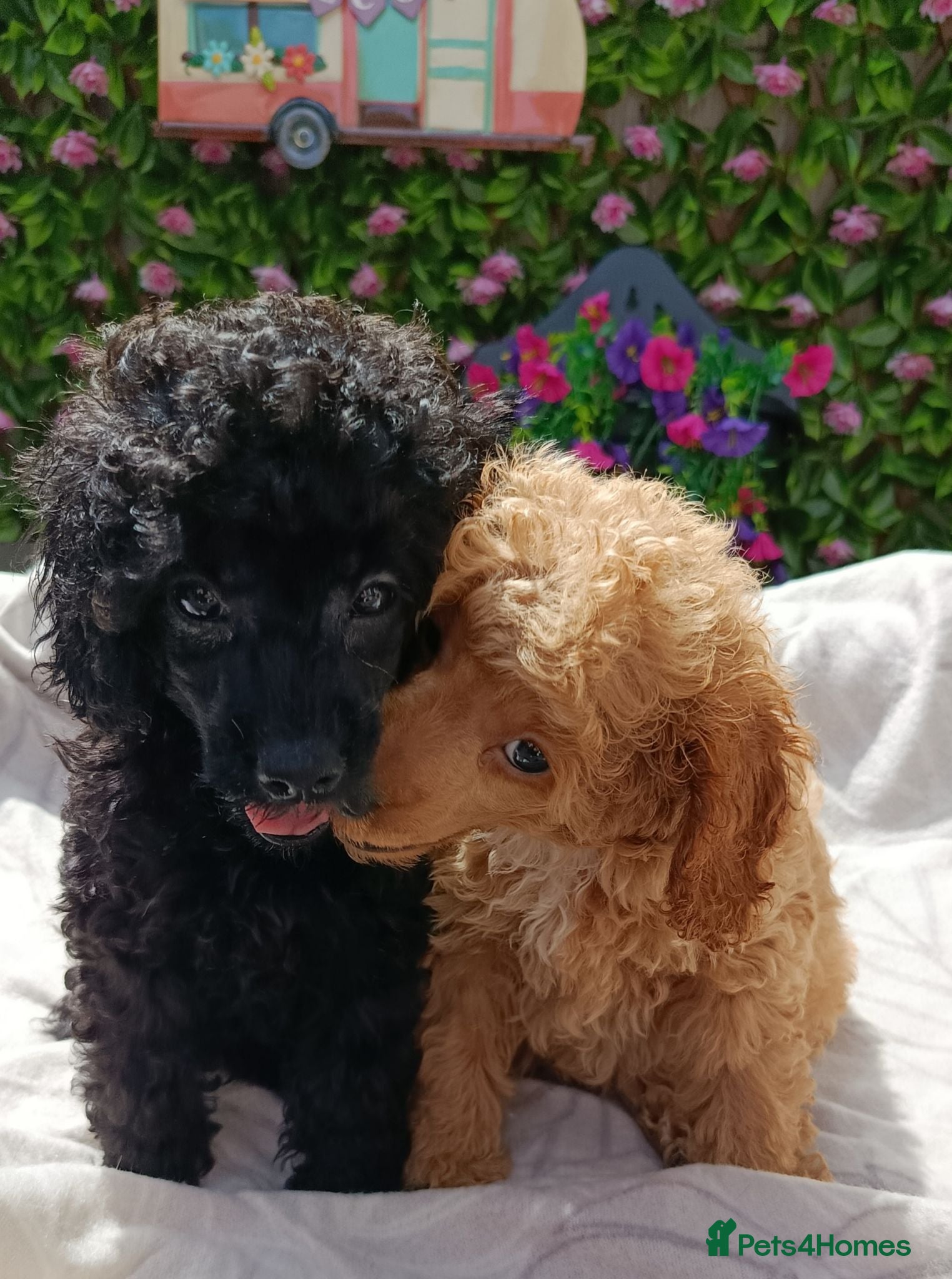 Toy Poodle dogs READY NOW HEALTH TSD TOY POODLES KC REG  - Advert 2