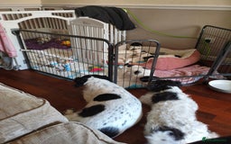 Mixed Breed dogs for sale: Gorgeous Male Cocker Bassett x Shichon Puppy  - Advert 5