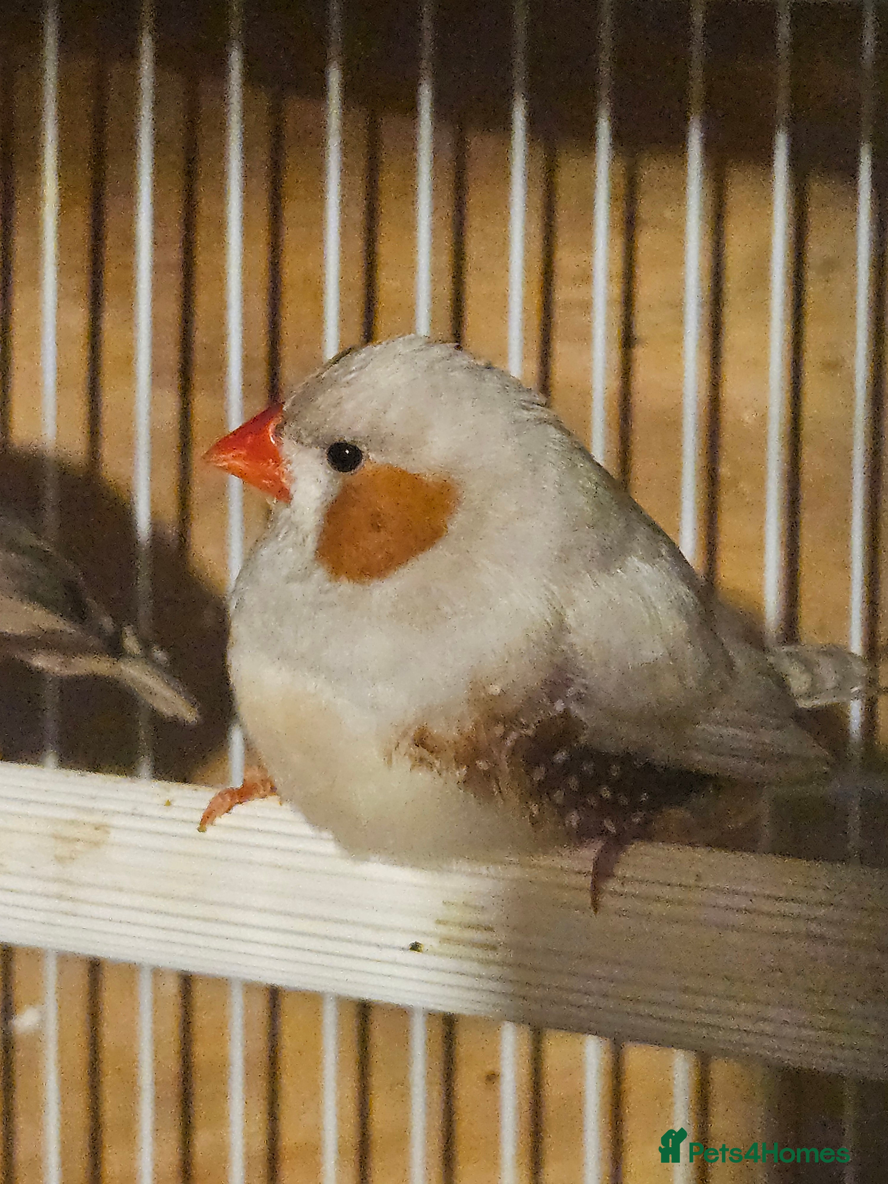 Finches birds Bengalese Finches and Zebra Finches - Advert 3