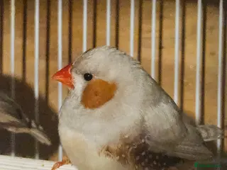 Finches birds Bengalese Finches and Zebra Finches - Advert 3