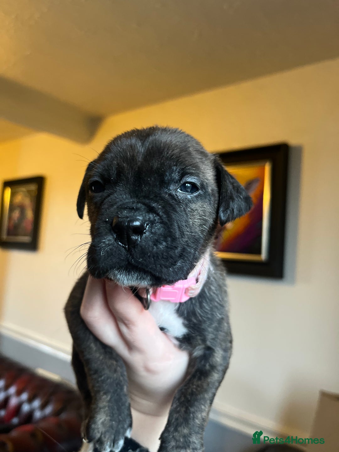 Mixed Breed dogs for sale: Presa Canario X American Bulldog puppies - Advert 12