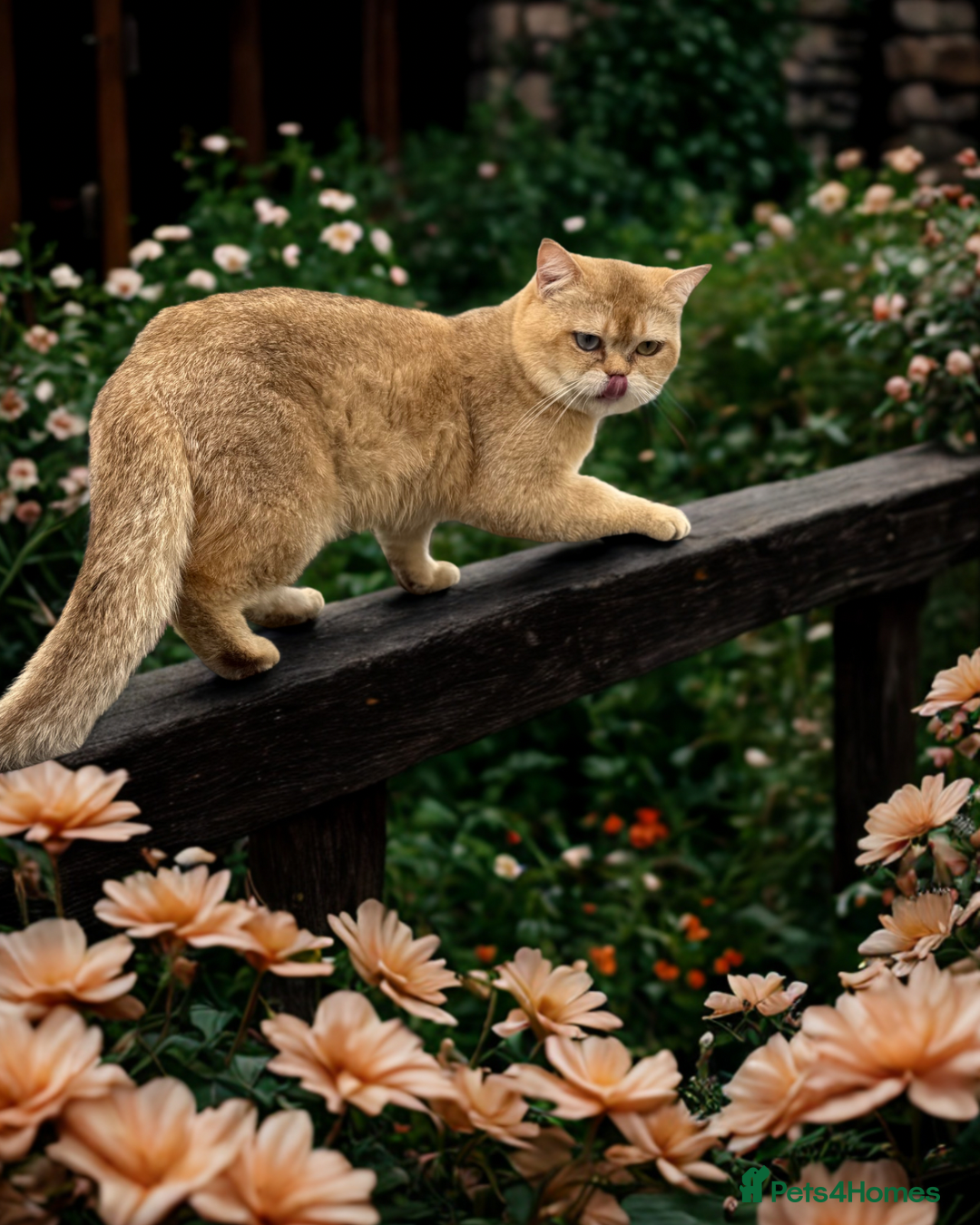 British Shorthair cats for sale: BSH champion lines - Image 20